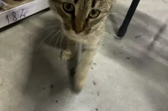 Найдена кошка, Кирбинское, фото: Кошка найдена в Кирбинском, Татарстан