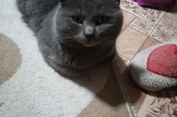 Найдена кошка, Беловский муниципальный округ, фото: Кошка найдена: Ишимский пер., 3, Кемерово