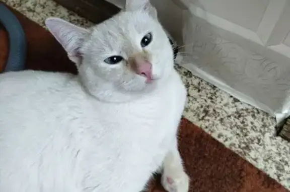 Найденные животные Пенза, фото: Кошка найдена, ул. Есенина, Пенза