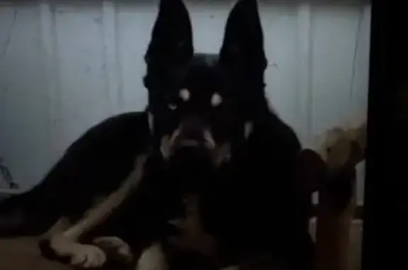 Пропала собака, пл. Карла Маркса, Талдом