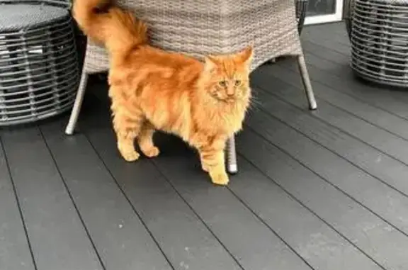 Найденные животные Волгоград, фото: Найдена кошка, Ельшанская наб., Волгоград