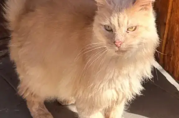 Пропала кошка, Горная ул., Кушнаренково