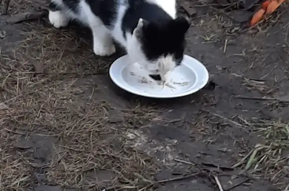 Пропала кошка, ул. Потапова 83А, Самара