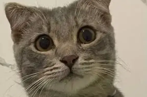 Пропала кошка, Куюки, Татарстан