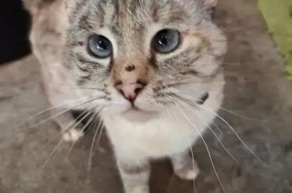 Пропала кошка, Овражная ул., Подрезово