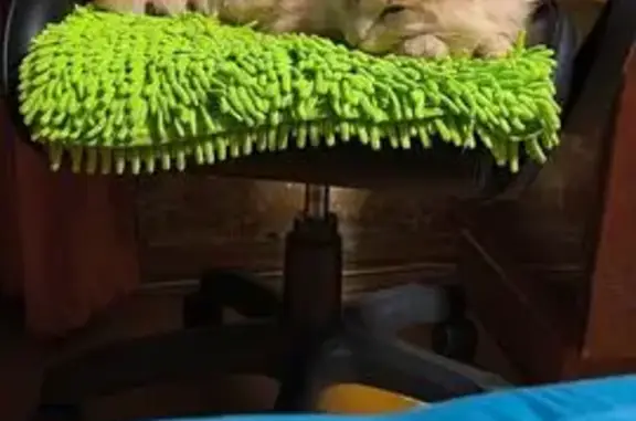 Пропала кошка на Дачной улице, Волжский