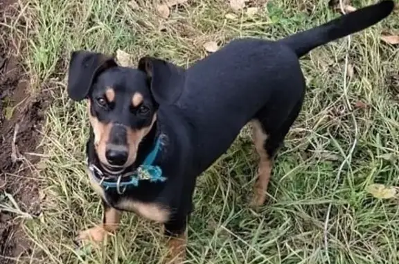 Пропала собака, Луганская ул., Хабаровск