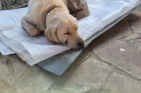 Найдена собака, Краснодар, фото: Лабрадор с ошейником найден в Краснодарском крае