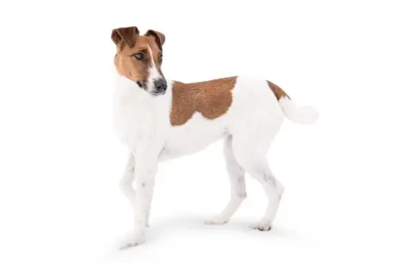 Пропала собака в с. Гаврики, Калужская обл.