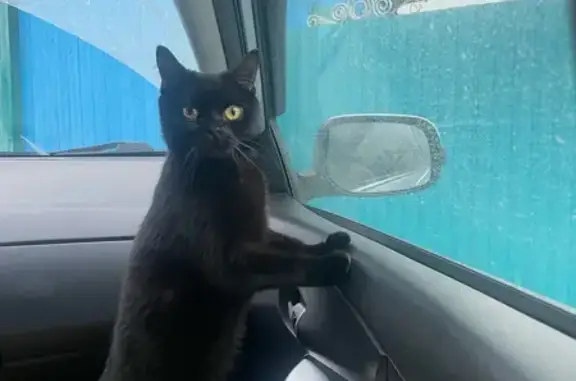 Пропала кошка на ул. Кутузова, Москва