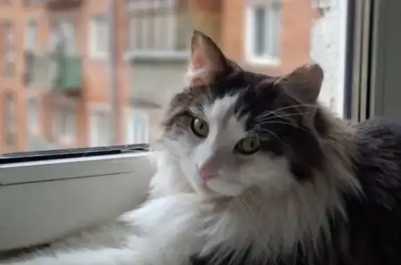 Пропала кошка, ул. Энгельса, 5, Химки