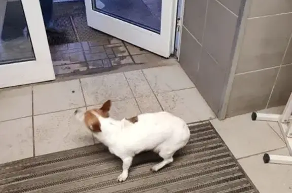 Найдена собака, Великий Новгород, фото: Собака найдена: Большая Московская, Вел. Новгород