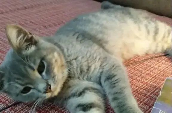 Кот пропал у парикмахерской 