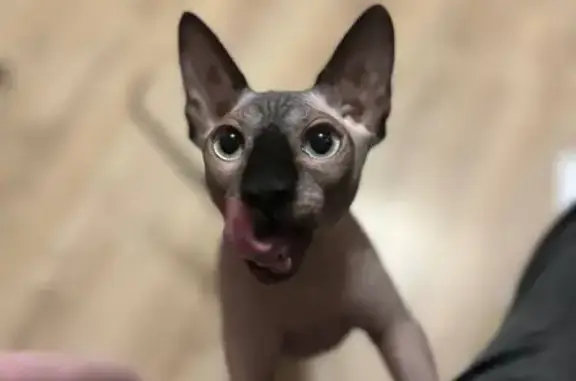 Кошки потеряшки, Дзержинск, фото: Потеряшка кошка, Чкалова 53, Дзержинск