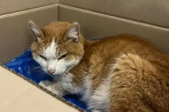 Найдена кошка, Чебоксары, фото: Кошка найдена: пр. Тракторостроителей, 101