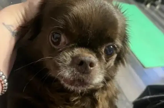 Пропала собака, пл. Стачек, 9, СПб