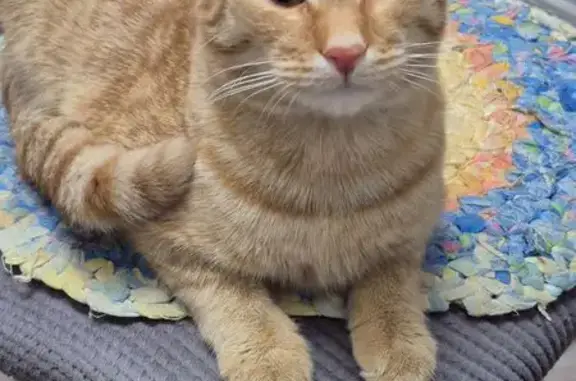 Пропала кошка: Никитская ул., 74, Кострома