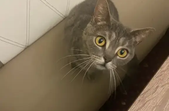 Найдена кошка, Люберцы, фото: Кошка найдена, Люберцы, 1А