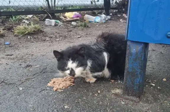 Найдена кошка, Атепцево, фото: Кошка найдена в Атепцево, МО