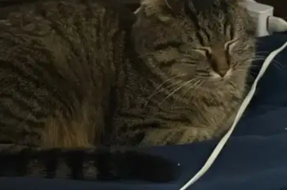 Кошка найдена на пр. Шолохова, Ростов-на-Дону