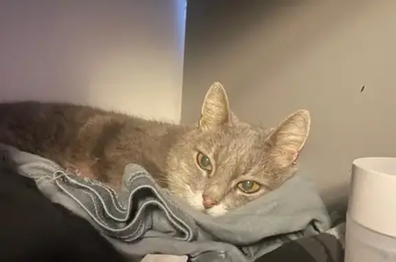 Найдена кошка, Ярославль, фото: Кошка найдена: Ленинградский пр., 60 к4