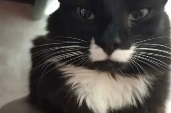 Пропала кошка, ул. Народного Ополчения 37