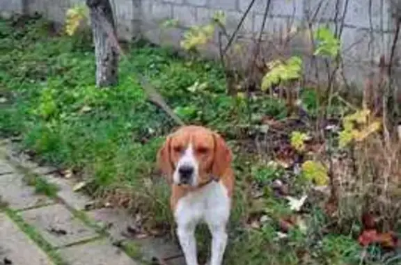 Найдена собака, Михайловск, фото: Бигль найден на Парковой улице, Михайловск