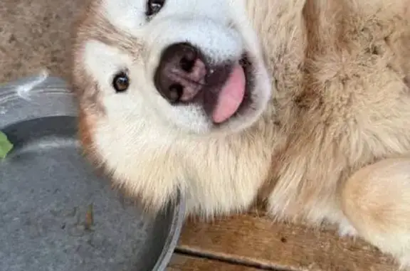 Пропала хаски Вест, ул. Потёмкина, Ижевск