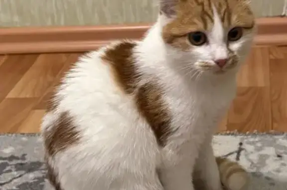 Найдена кошка, Курск, фото: Кошка найдена в г.о. Курск, Курская обл.