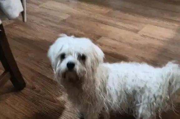 Найдена собака, Ростов-на-Дону, фото: Найдена болонка, 2-я Романтичная, 80