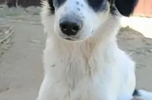 Собаки потеряшки, Волгоград, фото: Потеряшка собака Панда, Вязниковский пер., 20