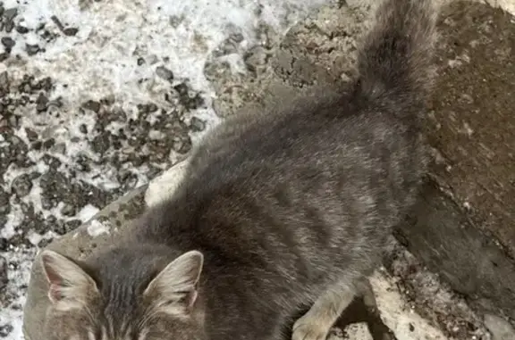 Найдена кошка, Уфа, фото: Найдена кошка, Уфа, ул. Ф. Гаскарова, 11