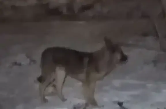 Найденные животные Курган, фото: Собака найдена: Станционная ул, 20, Курган