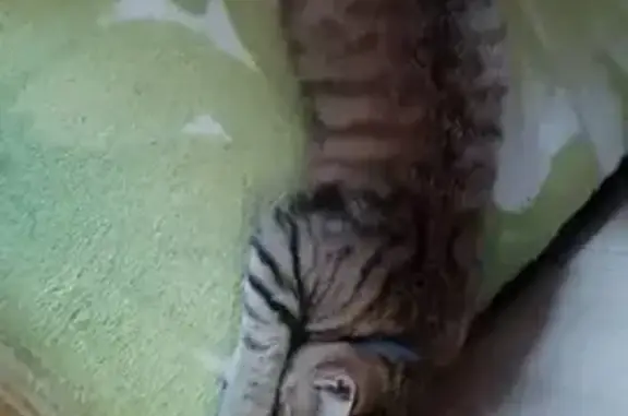 Пропала кошка, Октябрьская 117, Рубцовск