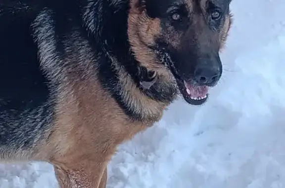 Пропала собака, 1-й пр. Расковой, 9