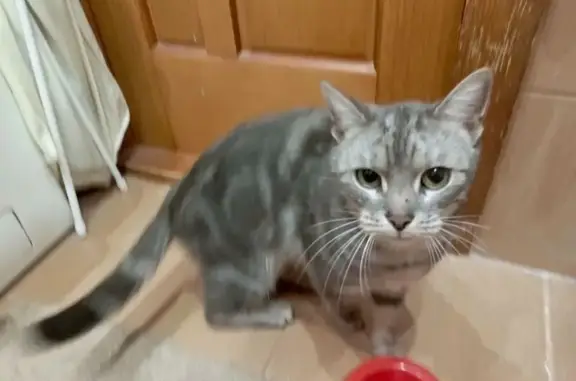 Найдена кошка, Тула, фото: Серая кошка найдена, ул. Кутузова, Тула