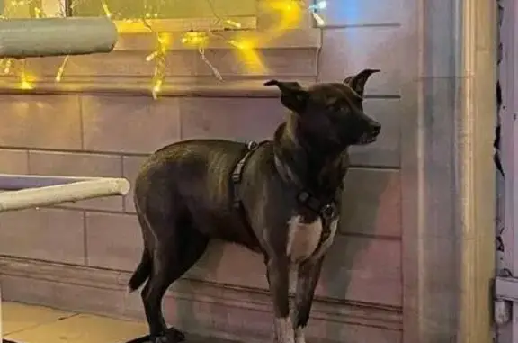 Найдена собака, Москва, фото: Собака найдена: ул. Юных Ленинцев, Москва