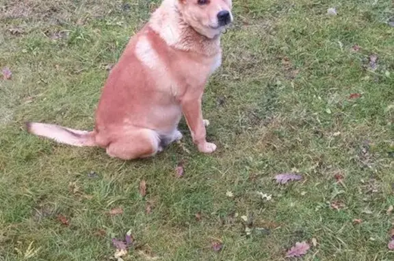 Пропала рыжая собака, ул. Забырина