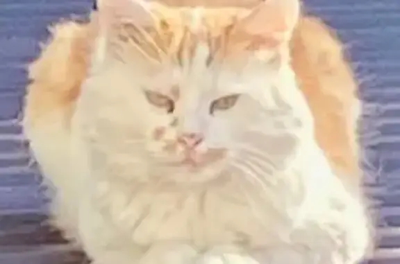 Пропала кошка, Вольная ул. 26, Туапсе