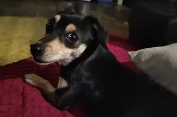 Найдена собака, Оренбург, фото: Собака найдена: ул. Сухарева, 61, Оренбург