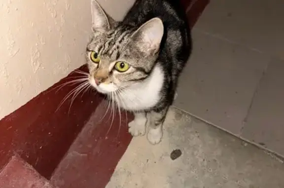 Найдена кошка, Малое Исаково, фото: Кошка найдена: Пушкинская ул., 29