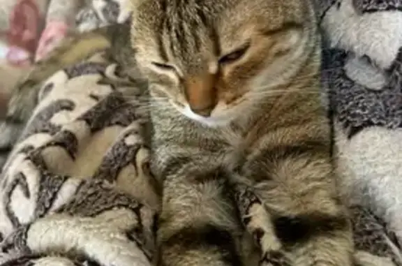 Кошки потеряшки, Кемерово, фото: Потеряшка кошка, ул. Сибиряков-Гвардейцев 6