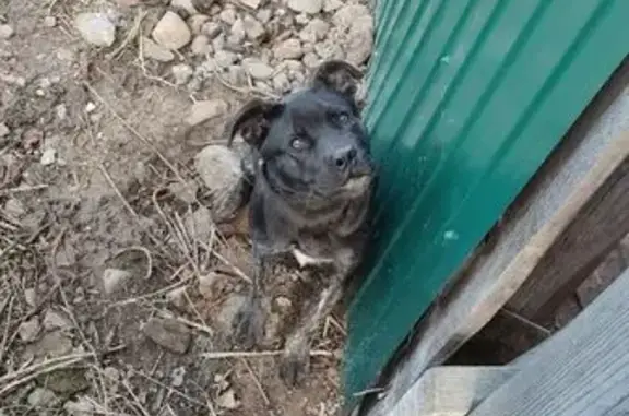 Пропала собака, Солнечная ул., Чёрная Речка