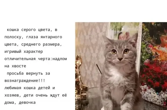 Пропала кошка, Космическая ул. 3, Хабаровск