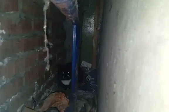 Найдена кошка, Ржавки, фото: Кошка найдена, 12 Ржавки