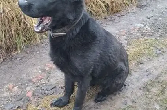 Пропала овчарка Ирма, Тула, Тульская обл.