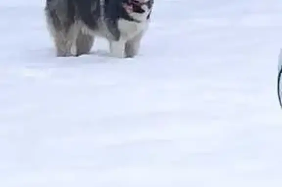Собаки потеряшки, Электросталь, фото: Потеряшка собака, ул. Ялагина, Электросталь