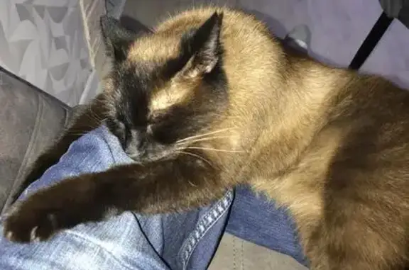 Пропала кошка, Тихая ул., 14, Лодейное Поле