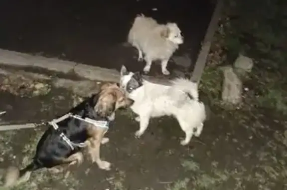 Найдена собака, Ростов-на-Дону, фото: Найдены собаки, ул. Волкова 10/3, Ростов-на-Дону