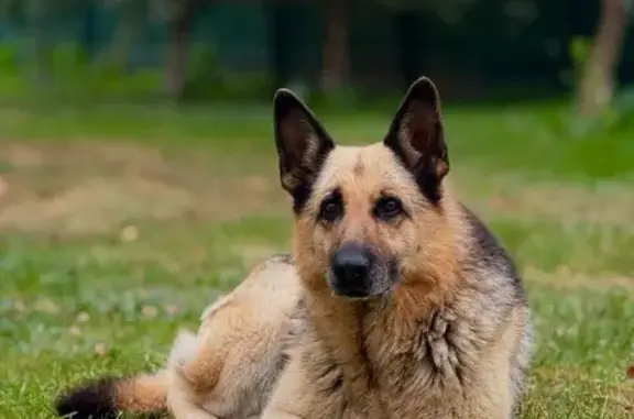 Пропала овчарка, Луговая ул., 5